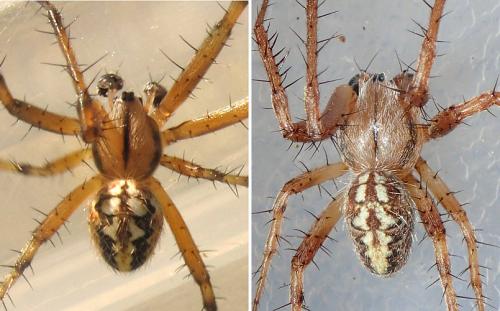 Réf. 212 494 : Neoscona sp.